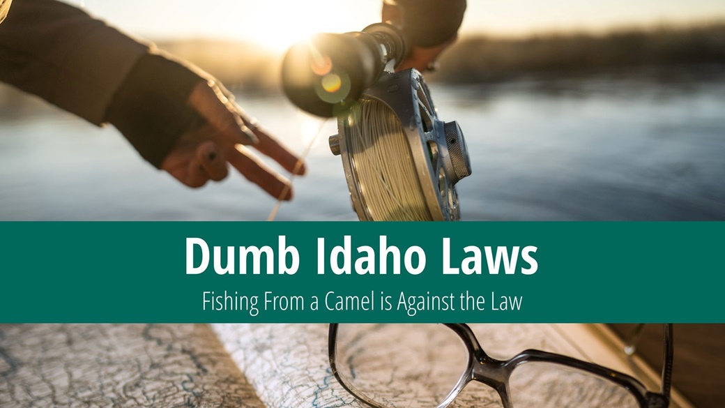 Legge stupida dell’Idaho: Non è permesso pescare da un cammello!